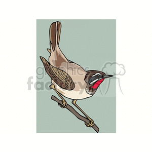 A clipart image of a bird with brown and white feathers, and a prominent red patch on its throat, perched on a branch.