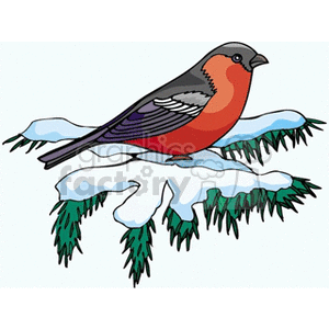 Clipart image of a bullfinch bird with orange and grey plumage perched on a snowy evergreen branch.