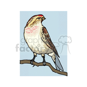 An illustration of a bird with brown, white, and red plumage, perched on a branch.