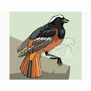 A colorful clipart image of a bird with black, white, and orange feathers perched on a ledge.
