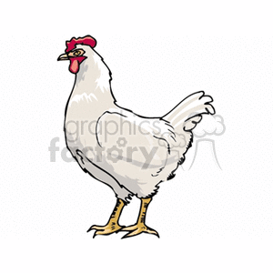 A clipart image of a white chicken standing upright.