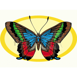 Brown blue green and red winged butterfly with yellow background