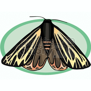 Black yellow brown orange butterfly on light green background