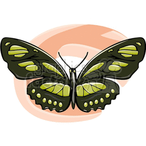 Green and black butterfly on a peach background