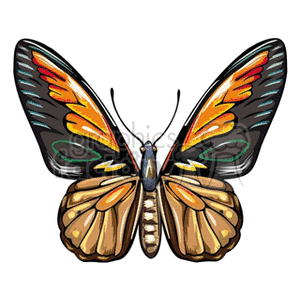 Butterfly black and orange wings clip art