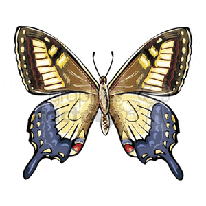 Brown yellow blue and red winged butterfly on white background