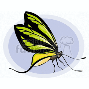 The image is a clipart illustration of a stylized butterfly with green and black wings, emphasizing its features commonly associated with butterflies such as its wings, body, antennae, and the graceful aspect of its pose.