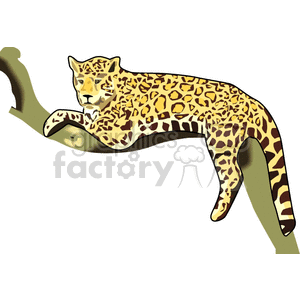Jaguar sitting in a tree on a branch