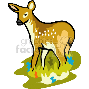 White-tailed deer fawn standing in tall grass