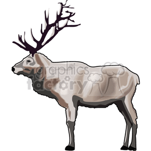 Majestic Buck Deer
