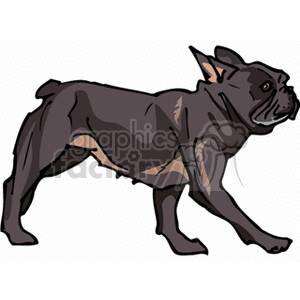 Pug Dog - Side View of Walking Canine