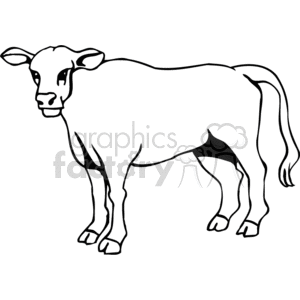 Black and White Cow - Farm Animal