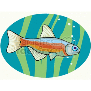 aquariumfish2