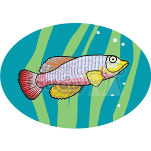aquariumfish4
