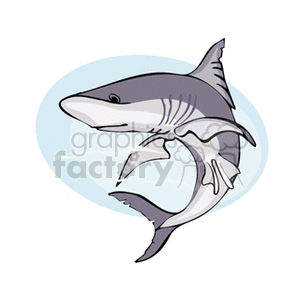 The image is a cartoon-style clipart of a shark. The shark is depicted in a side profile with its body curved, showcasing its dorsal fin, pectoral fins, and caudal (tail) fin. The shark has visible gills and a streamlined body typical of shark anatomy.