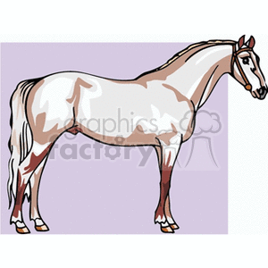 This is a clipart image of a white horse with brown highlights standing against a light purple background. The horse is shown in profile, with detailed features like a mane and tail.
