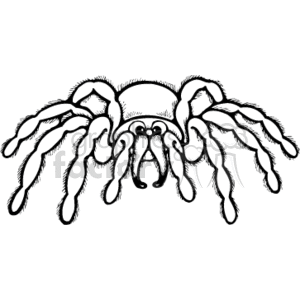   The image is a black and white clipart-style illustration of a spider that resembles a tarantula. It clearly shows the spider