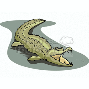 alligator6