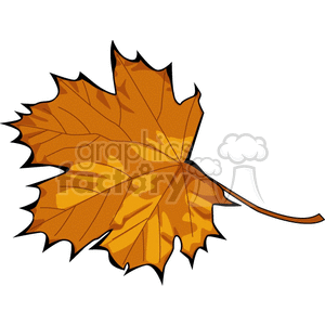 Autumn Maple Leaf