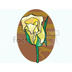 Yellow Rose