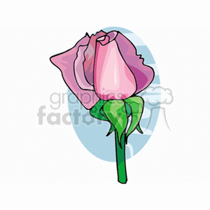 Pink Rose Flower