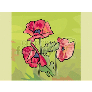 Vibrant Red Poppy Flowers