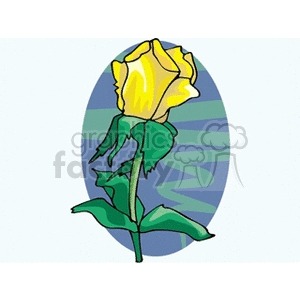 Yellow Rose