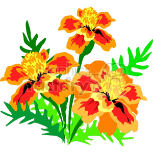 Vibrant Marigold Flowers