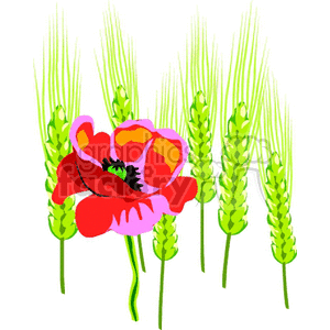 Vibrant Red Poppy with Wheat Stalks