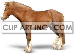 The image depicts a brown horse with white legs. The horse has a long mane , with mostly white legs