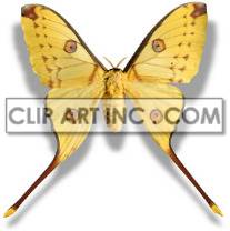 In this image, a beautiful yellow butterfly with spots and wings. The butterfly is flat with its wings open wide. The butterfly’s body and wings are yellow, with black spots and stripes. Its wingspan is wide, and it has two antennae that protrude from its head.