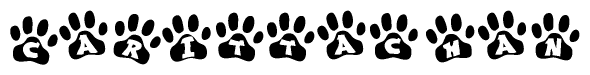 The image shows a series of animal paw prints arranged horizontally. Within each paw print, there's a letter; together they spell Carittachan