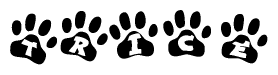 The image shows a series of animal paw prints arranged horizontally. Within each paw print, there's a letter; together they spell Trice