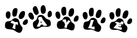 The image shows a series of animal paw prints arranged in a horizontal line. Each paw print contains a letter, and together they spell out the word Tayle.