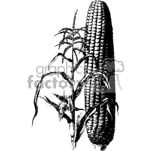 A black and white clipart image of a corn plant with a large ear of corn and corn stalk leaves.