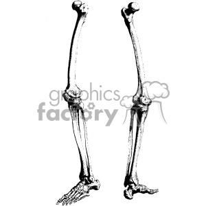 A black and white clipart image depicting two human leg bones including the femur, tibia, fibula, and feet bones.