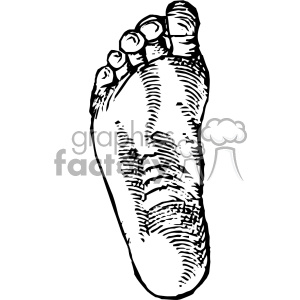 A detailed black and white clipart illustration of a human foot.