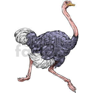 A detailed clipart illustration of an ostrich with a pink neck and dark blue feathers.