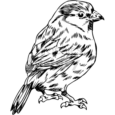 A detailed black and white clipart image of a bird, showcasing intricate line work and shading.