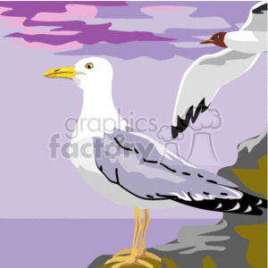 Seagulls in Twilight - Aquatic Birds