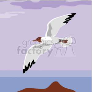 Seagull flying over the ocean