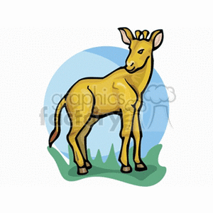 Okapi Illustration - Exotic Long-Necked Animal