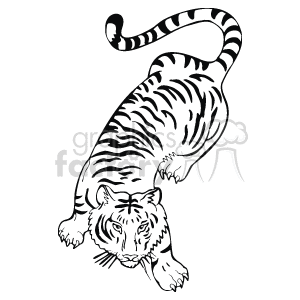 The clipart image is a line art drawing tiger, a large wild cat with fur and black stripes. It is in a prowling position, giving the impression that its hunting