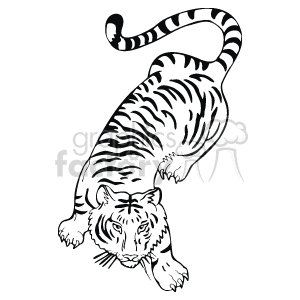 Black and white tiger