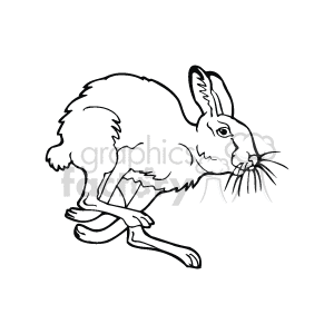 This line art drawing shows a jackrabbit hare running to the right of the image. It is depicted with elongated ears and long hind legs, which are characteristic features of these animals.