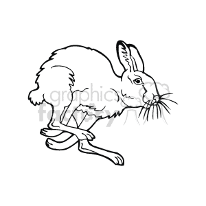 Jackrabbit running line drawing