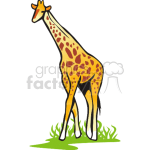 The clipart image shows a cartoon-style giraffe with orange and yellow spots standing on all four legs. The giraffe is looking towards the viewer. It has long grass below it