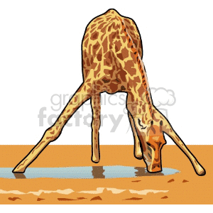 The image is a clipart that depicts a giraffe bending down awkwardly to drink water from a small body of water. The giraffe is positioned with its front legs splayed outwards to reach the water level due to its long neck and tall stature. No jungle is visible in the scene; it appears to be set in a sparse, sandy environment which would be more typical of a savannah.
