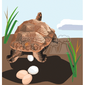 Tortoise laying eggs