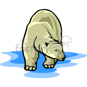 Large polar bear on the prowl 